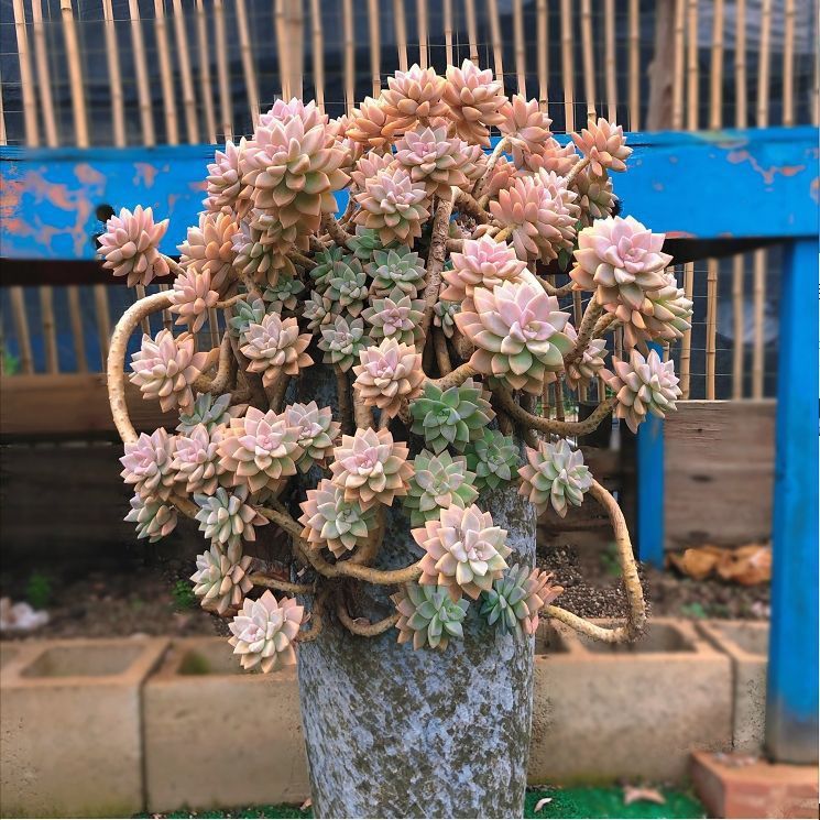 新手好养 多肉植物 淡雪大盆多肉幽灵公主悬崖老桩露养基地直发跨