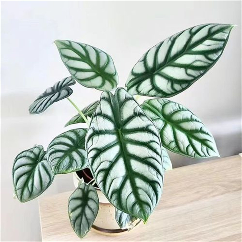 白犀牛龙鳞海芋水培植物天鹅绒竹芋盆栽室内好养耐阴北欧风绿植