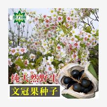 文冠果种子 园林绿化花卉用种 林木果树多年生观赏树木种子