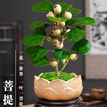 菩提树盆景小盼菩提盆栽中式禅意小盆栽室内观果绿植创意微盆景观