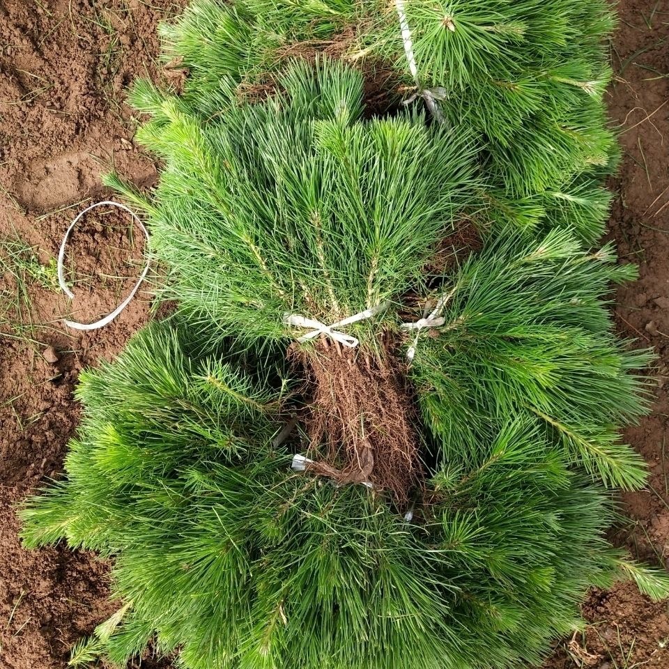 新店开张小黑松苗松树自家繁育黑松小苗白芽黑松黑松盆景