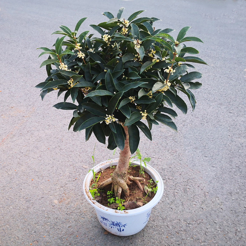 日香桂花苗盆栽四季桂花矮霸树苗流苏桩嫁接老桩阳台庭院花卉植物