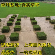 草坪基地马尼拉结缕草黑麦草冷季型暖季型草坪基地公园草坪地被