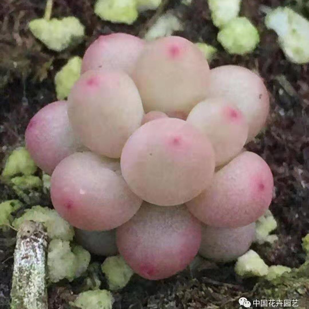 玫瑰多肉多肉植物韩国新品糖豆手指迷你超萌