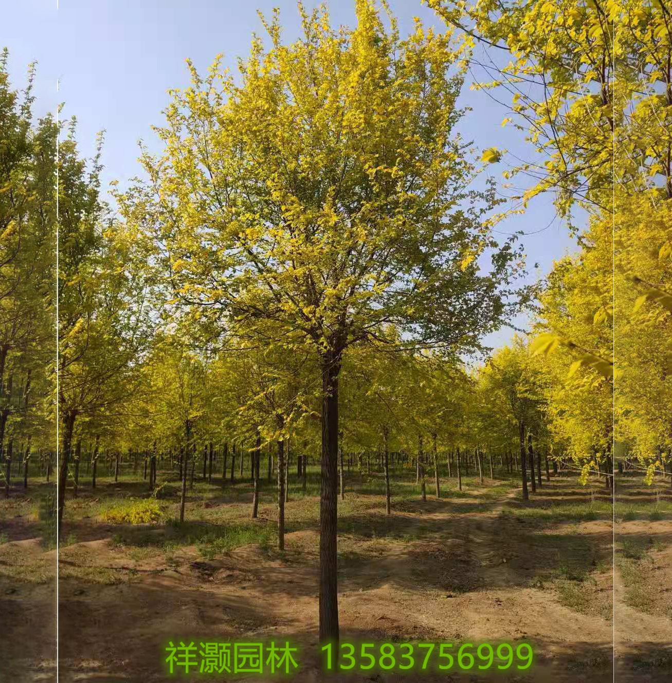 0成交57棵金叶榆杆球价格优惠金叶榆造型园林景观树园林绿化行道树