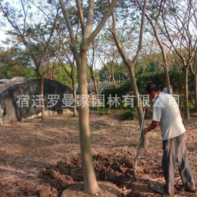 合欢树苗合欢苗绒花树苗芙蓉花树苗庭院盆栽绿化工程花苗合欢树苗