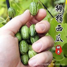 拇指西瓜种子西瓜种子春季秋迷你小盆栽四季阳台西瓜水果蔬菜种子