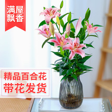 水培植物香水百合花盆栽带花苞室内客厅花卉水养插花花束四季开花