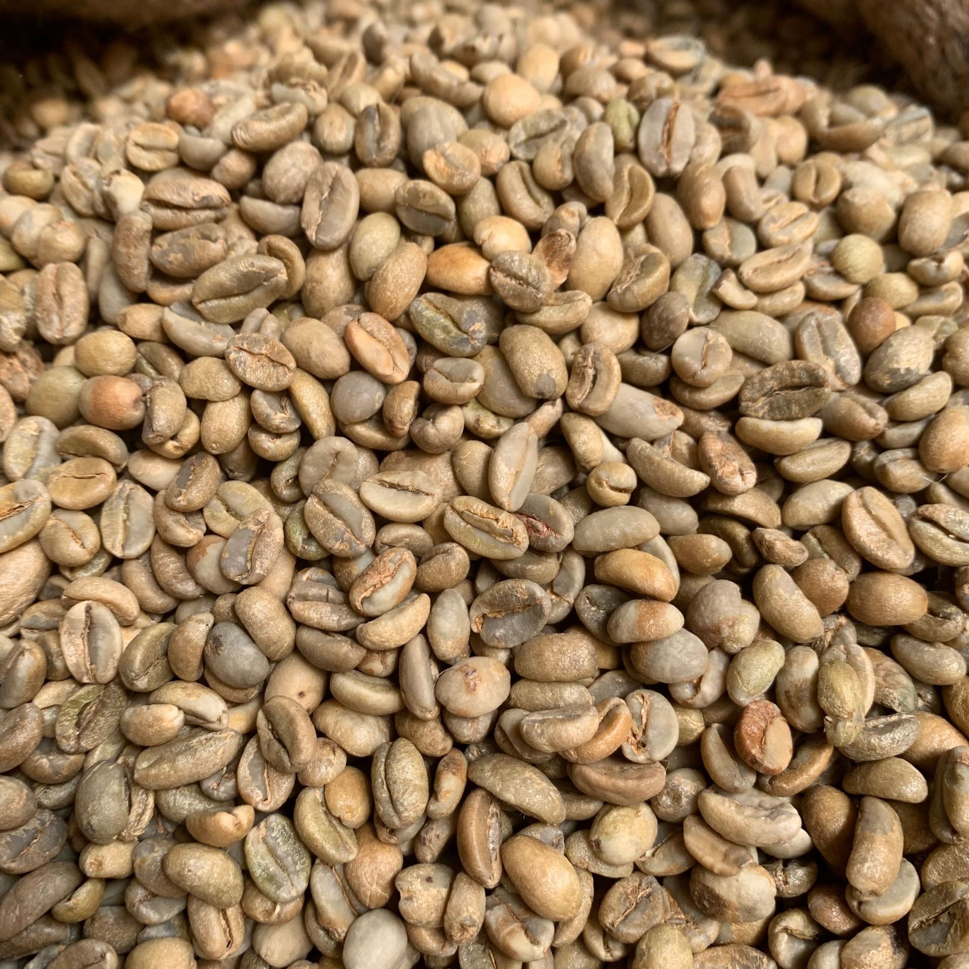 新产季1000克 咖啡生豆云南小粒日晒咖啡生豆18目 优质精品生豆