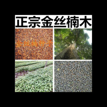 海南黄花梨种子 印度紫檀小叶紫檀种子 沉香菩提四川金丝楠木树种