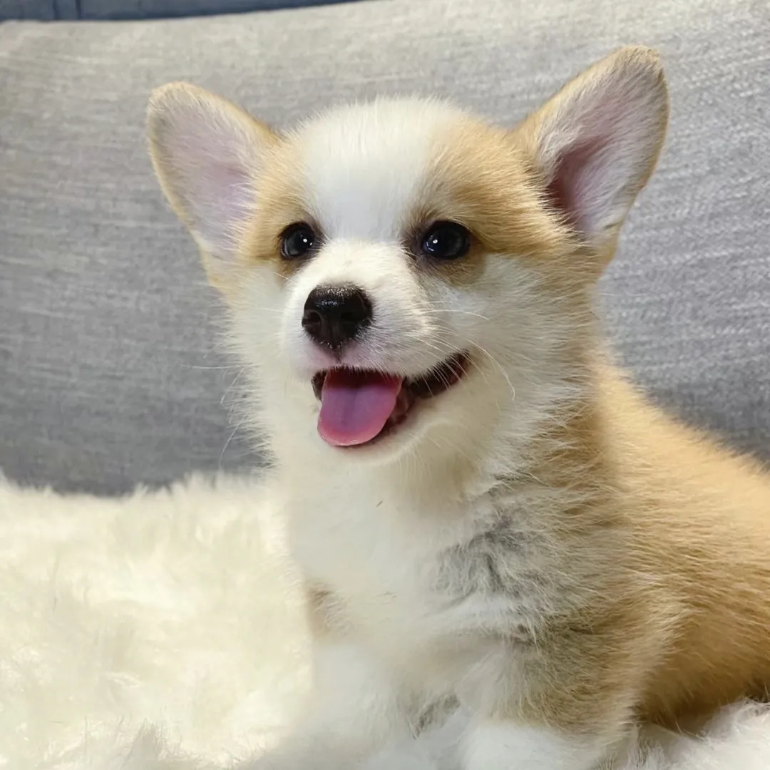 柯基幼犬小型犬双色柯基活体家养宠物狗小短腿柯基幼崽三色柯基犬