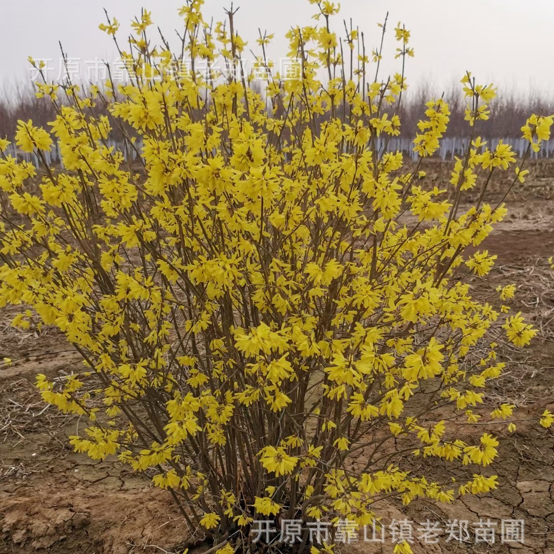 东北连翘2025年供应黄老虎早春观花灌木道路绿篱苗连翘花量大从优
