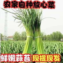 2024年露天新鲜采摘河南嫩蒜薹5斤包邮 当季蔬菜老家特产味道