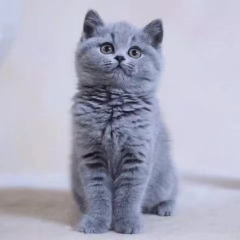 蓝猫幼猫活体出售蓝猫咪活物英国短毛猫折耳宠物猫活体蓝白猫幼崽