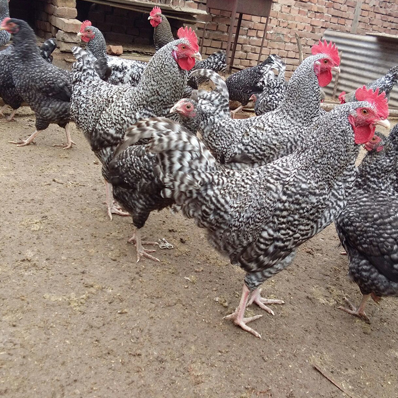 纯种芦花鸡活体出售青年芦花鸡市场价格芦花鸡苗养殖出售