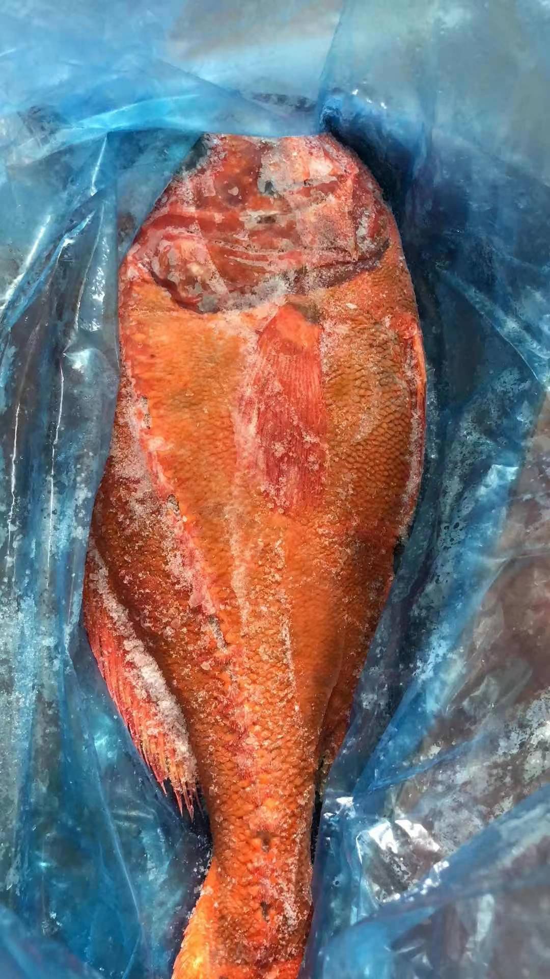 长期批发新西兰冷冻长寿鱼橙鲷鱼一手可订整柜