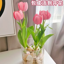 花卉郁金香种球粉色水培植物进口大球重瓣地栽土培5度球室内代发