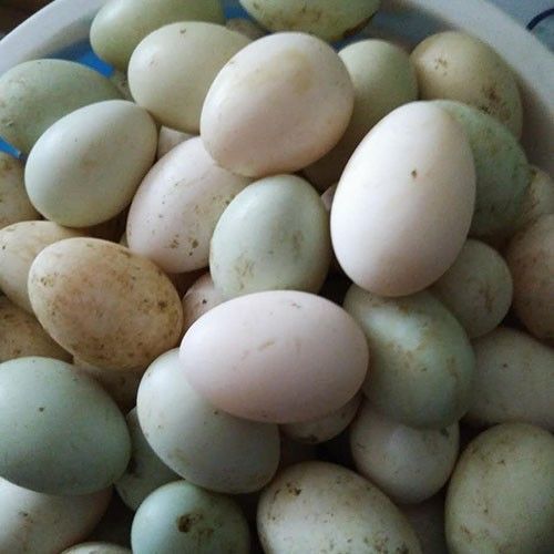 本地鲜鸭蛋新鲜土鸭蛋50枚包邮 农家散养生鸭蛋麻鸭绿皮蛋批发