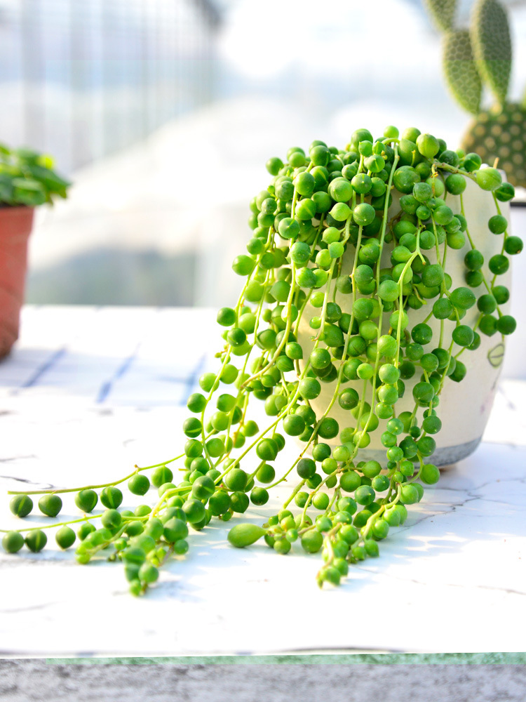紫玄月垂吊佛珠肉肉植物多肉组合盆栽绿植贵货稀有大颗多头带盆