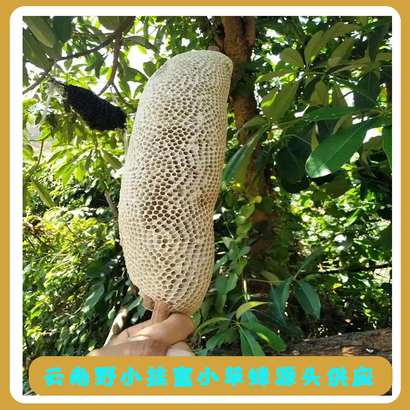 抖音直播东方甄选网红爆款云南小挂蜜小草蜂野蜂巢蜜树洞高原悬崖