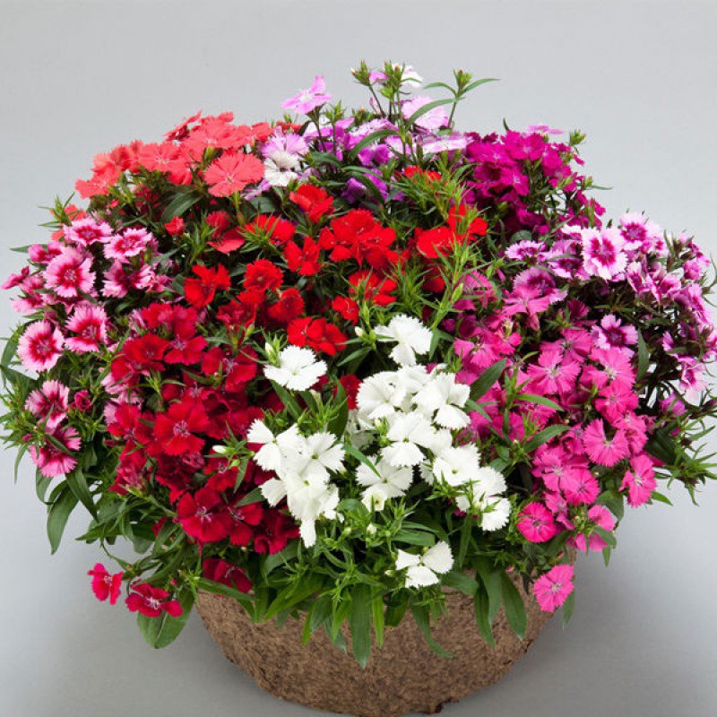 38成交11吸烟绿植豆瓣绿室内水培植物青叶碧玉桌面水养盆栽净化空气除