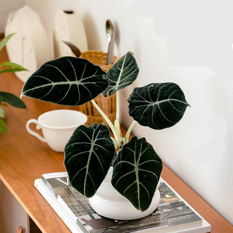 黑天鹅绒海芋盆栽室内客厅热带ins网红绒面观叶植物喜湿好养绿植