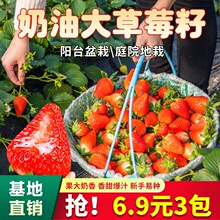 厂家批发108种蔬菜种子奶油大草莓籽庭院阳台盆栽室内外花种子