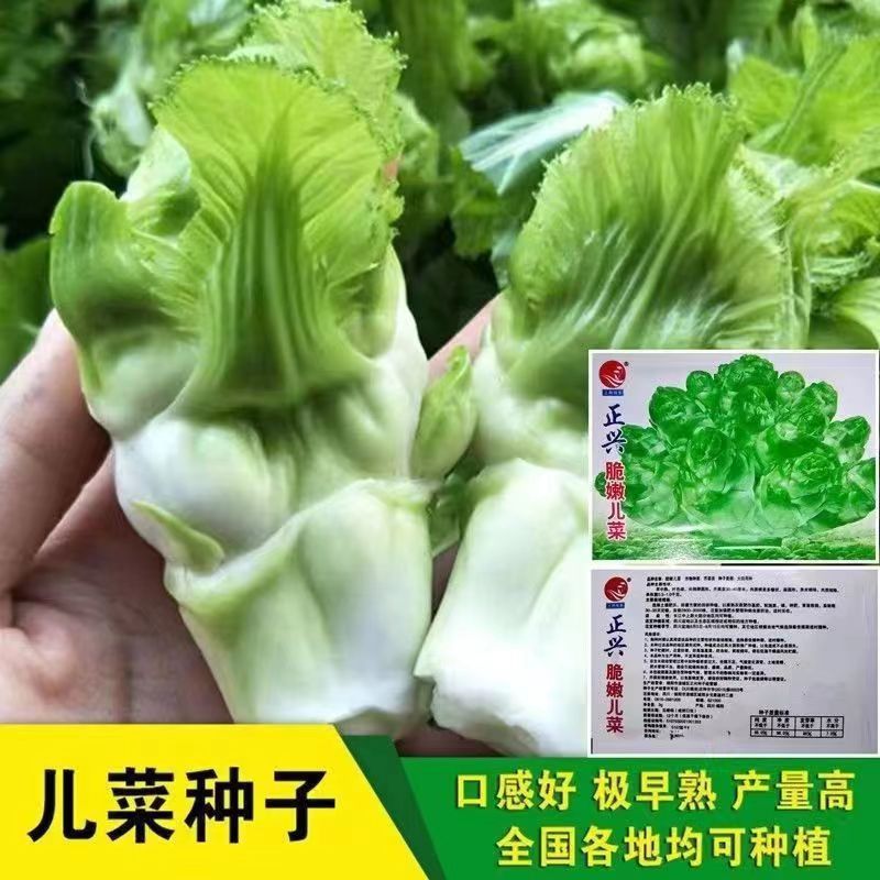 儿菜种子四川特产四季播娃娃菜抱子芥菜秋季蔬菜种子早熟易种原装