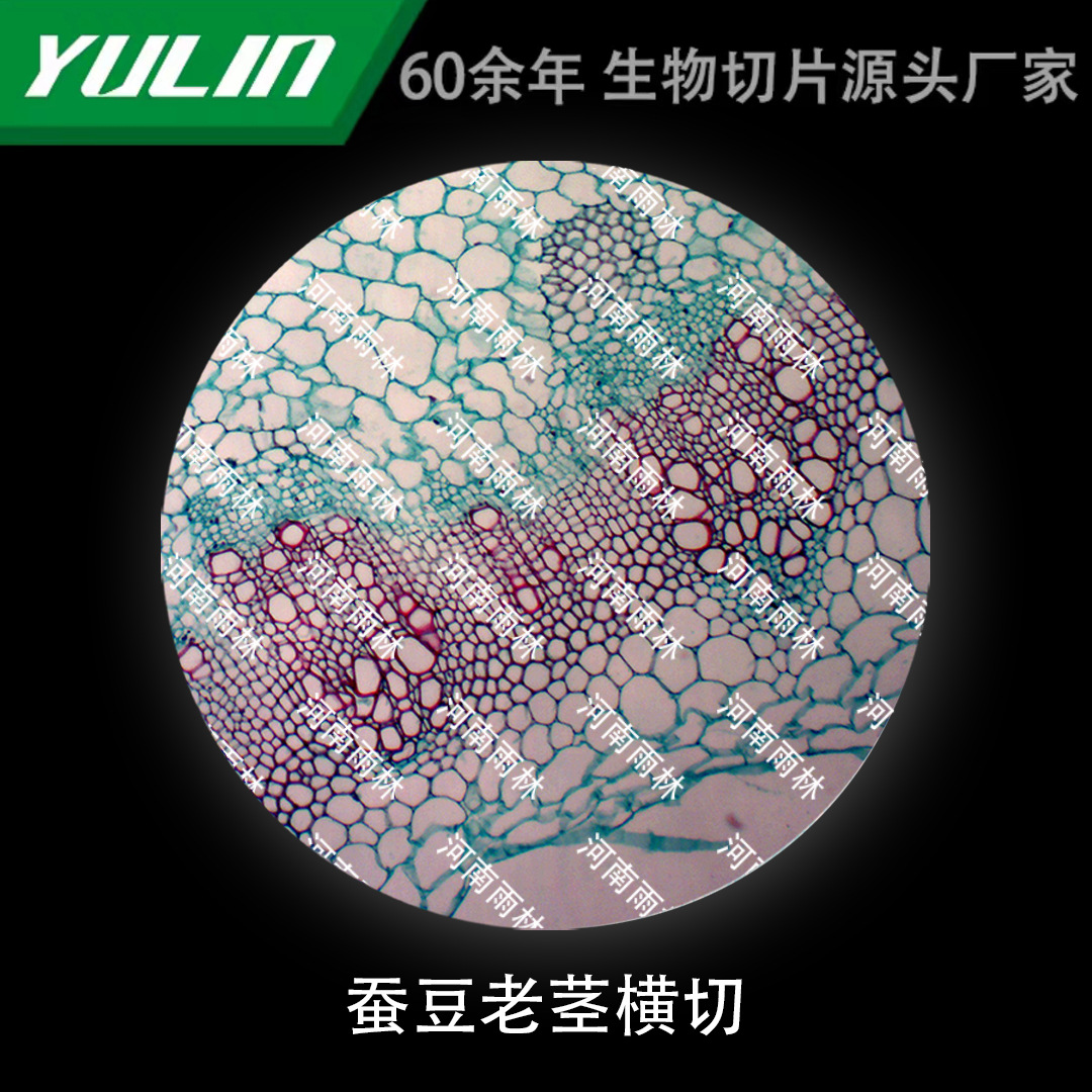 蚕豆老茎横切微生物标本显微镜生物切片高校教学实验仪器科研玻片