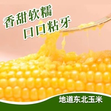 （顺丰包邮）黑龙江新鲜粘糯玉米每支280克到400克8支粘5斤多包邮