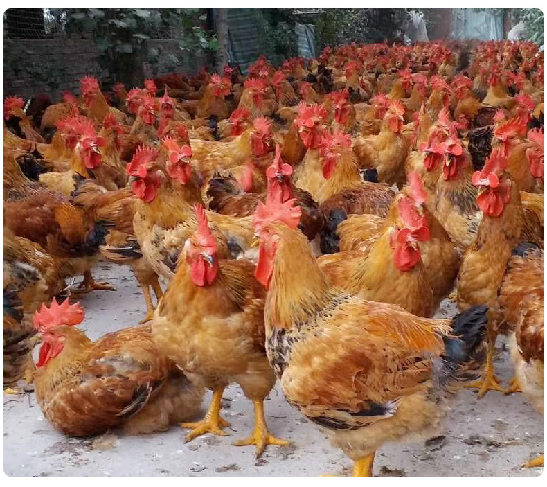 广东省孵化基地工厂k9麻黄鸡苗小鸡鸡仔活苗土鸡苗红玉红瑶批发