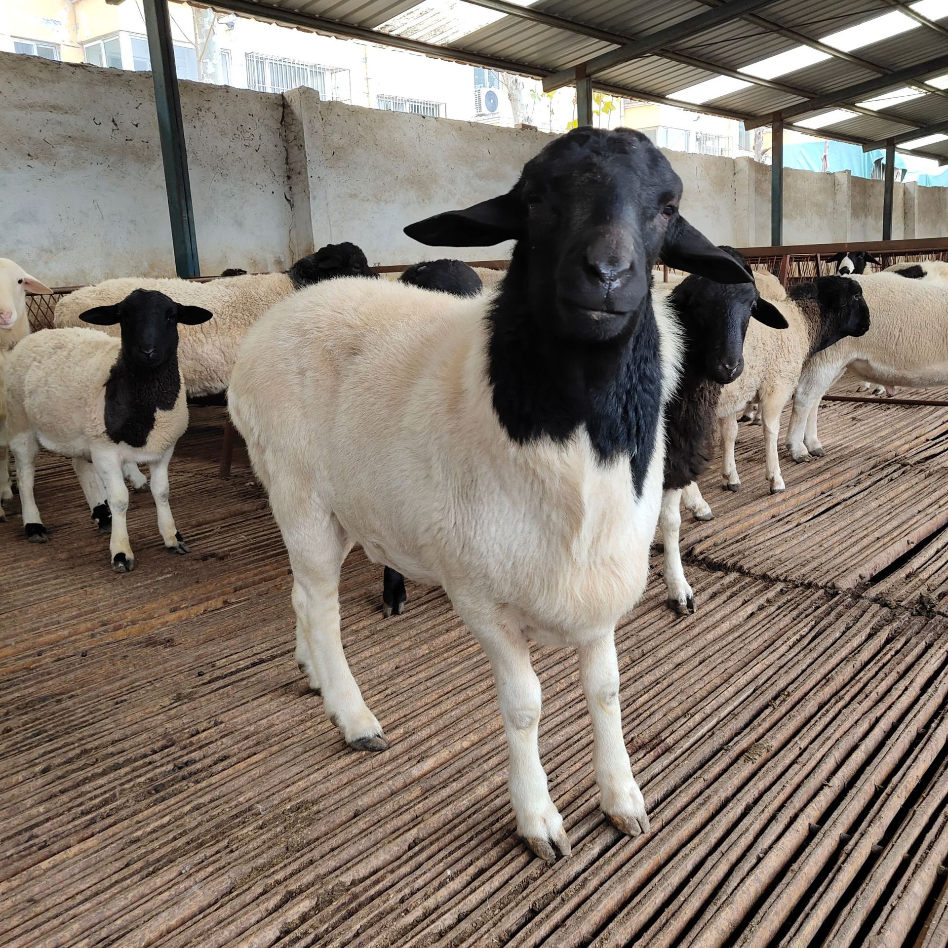 河北肉羊价格 改良肉羊羊羔肉羊养殖母羊价格 大量供应 欢迎订购