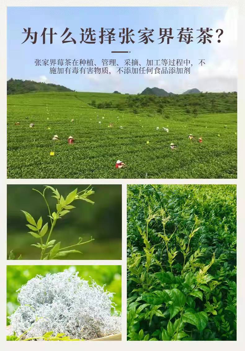 张家界莓茶 藤茶茶叶 250g 龙须莓茶 恩施来凤藤茶 茅岩莓批发