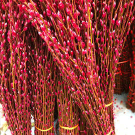 银柳 彩柳 春节年宵花卉插花 花店红色粉色彩色柳树枝条花瓶花束