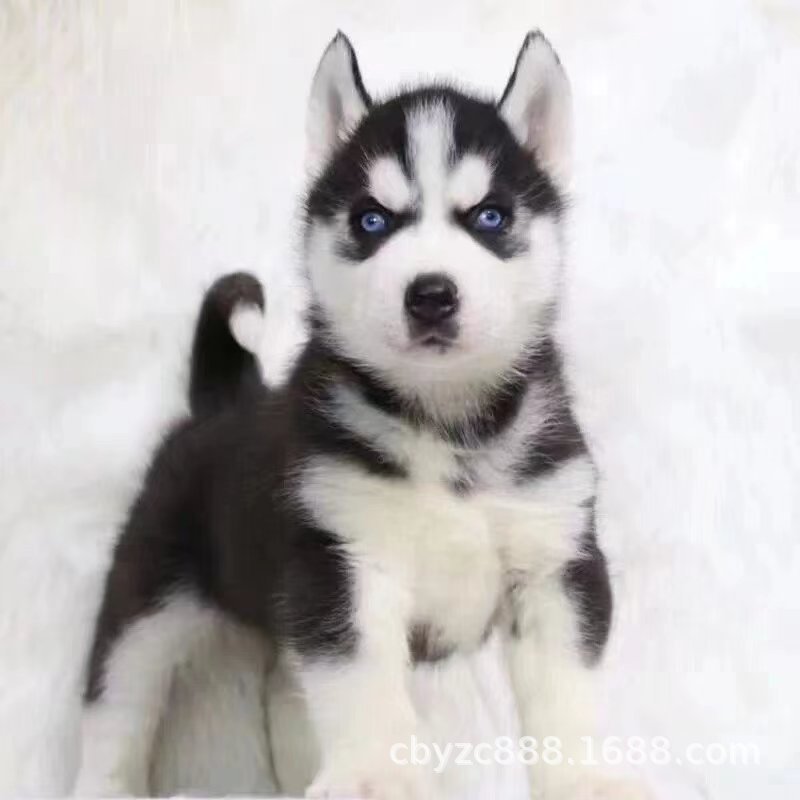 出售纯种哈士奇幼犬活体二哈幼犬三火蓝眼中型雪橇犬三傻宠物狗