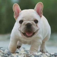 纯种法国斗牛犬幼犬法斗狗狗欧版红色法牛红牛幼犬宠物狗狗活体l
