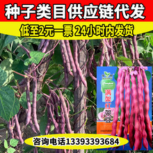 华煜满架红架豆种子紫红嫩荚纤维少架豆种籽多荚质脆豆角种子批发