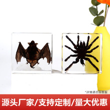 透明昆虫标本天然琥珀树脂胶罕见原虫真虫蝙蝠毛蜘蛛蜻蜓展示标本