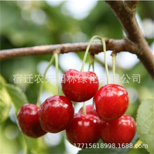 红妃樱桃树苗嫁接苗智霖大樱桃苗南北方种植果树地栽盆栽当年结果