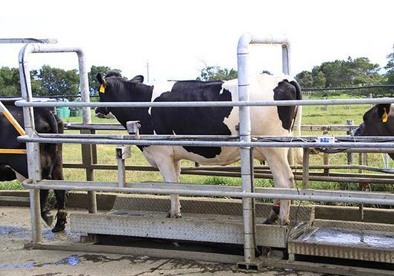 电子地磅秤智能畜牧称重系统 1-3吨带围栏自动称牛小地磅秤畜牧秤