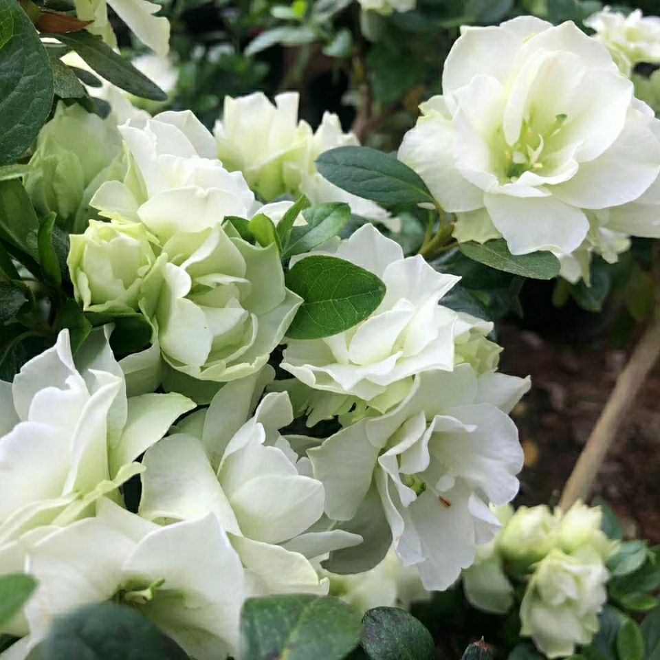 绿色光辉杜鹃花 盆栽稀缺四季开花品种西洋杜鹃 庭院窗台绿植花卉