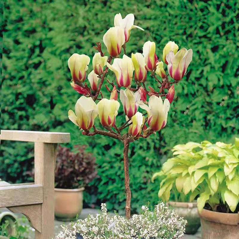 紫玉兰树苗好养矮化玉兰盆栽室内阳台庭院花卉植物高杆玉兰花树苗