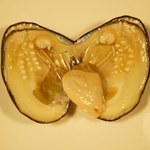 岂缘珍珠 巴洛克爱迪生妖紫单珠蚌直播现场开蚌取珠 鲜活淡水河蚌