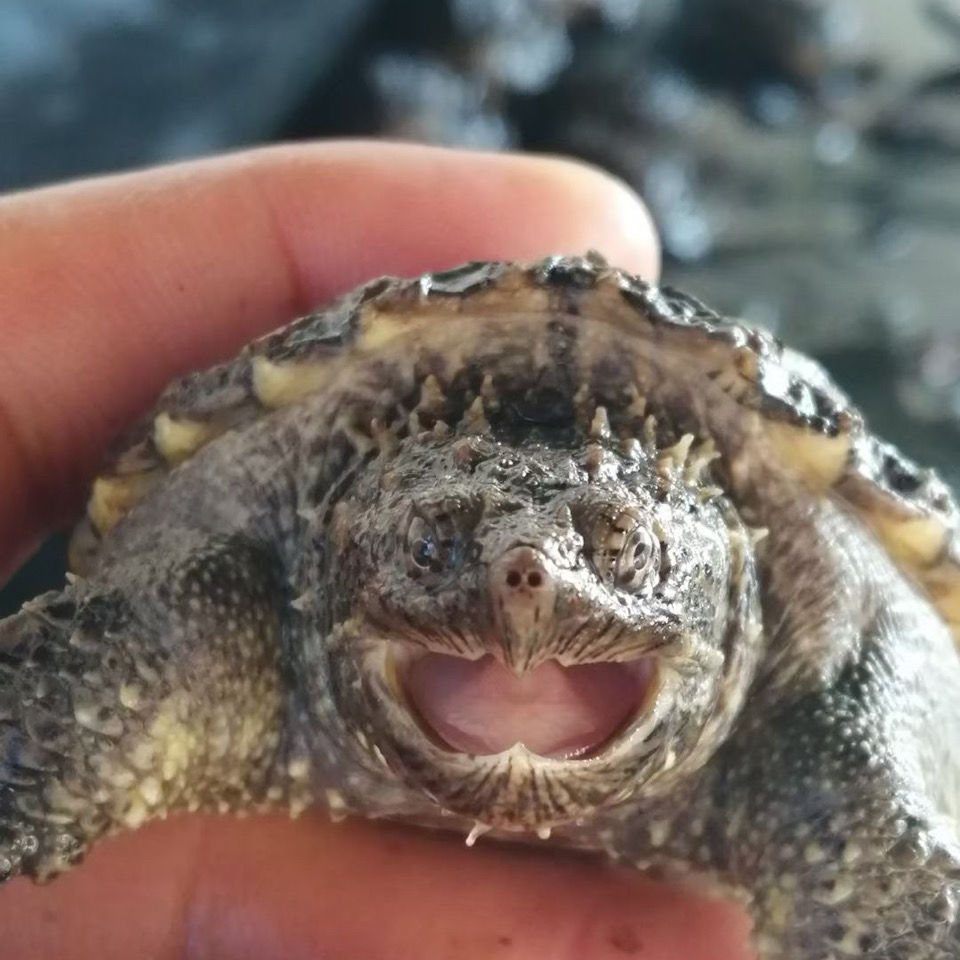 佛鳄纯佛爆刺北美小鳄龟杂佛活体小乌龟宠物观赏乌龟原种纯佛鳄龟