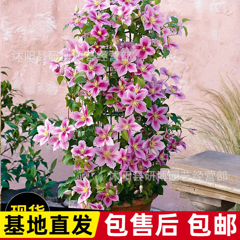 铁线莲爬藤植物庭院耐寒绿植花卉盆栽苗乌托邦银币热室内庭院绿植