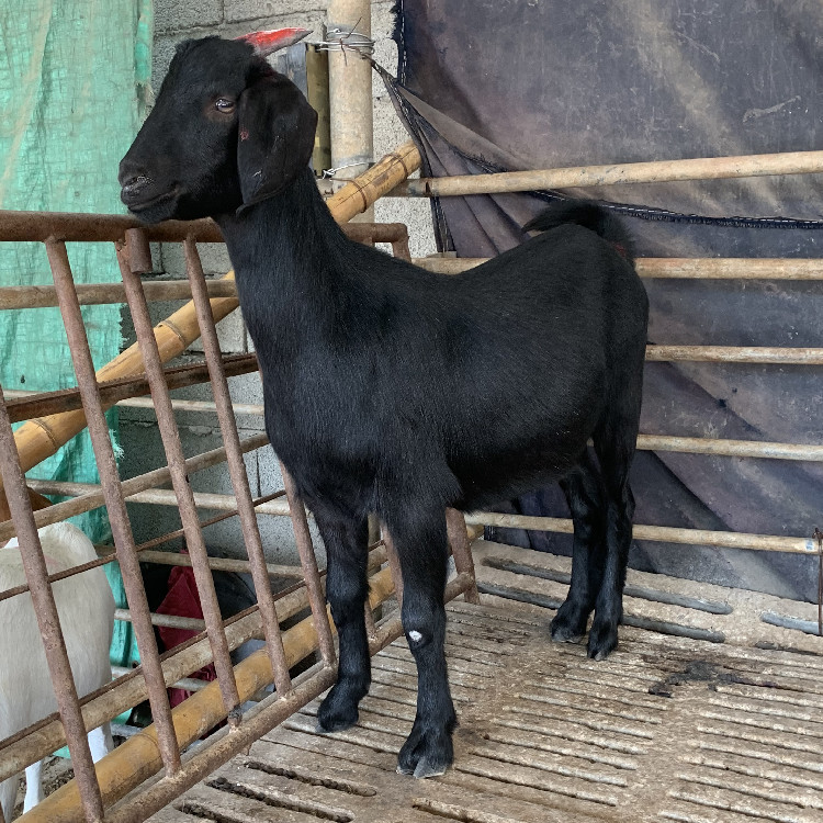金堂黑山羊种公羊图片 宜昌黑山羊 黑山羊圈舍建造黑