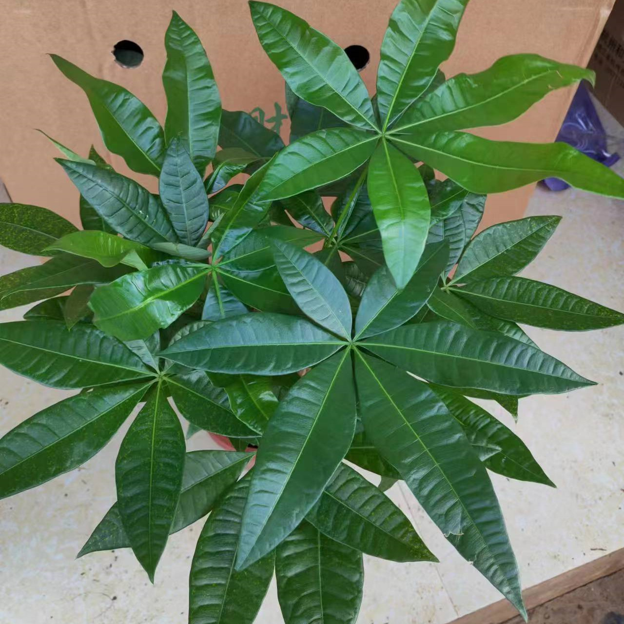 230#发财树盆栽植物室内外客厅绿植盆景四季常青好养招财绿植