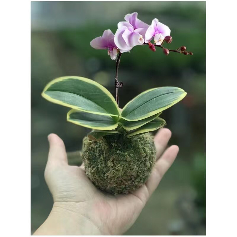 蝴蝶兰迷你金边兰花矮种金叶咖啡带花苞盆栽花卉植物花苗兰