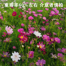 波斯菊种子四季易种易活室外阳台庭院盆栽花种重瓣混色格桑花花籽