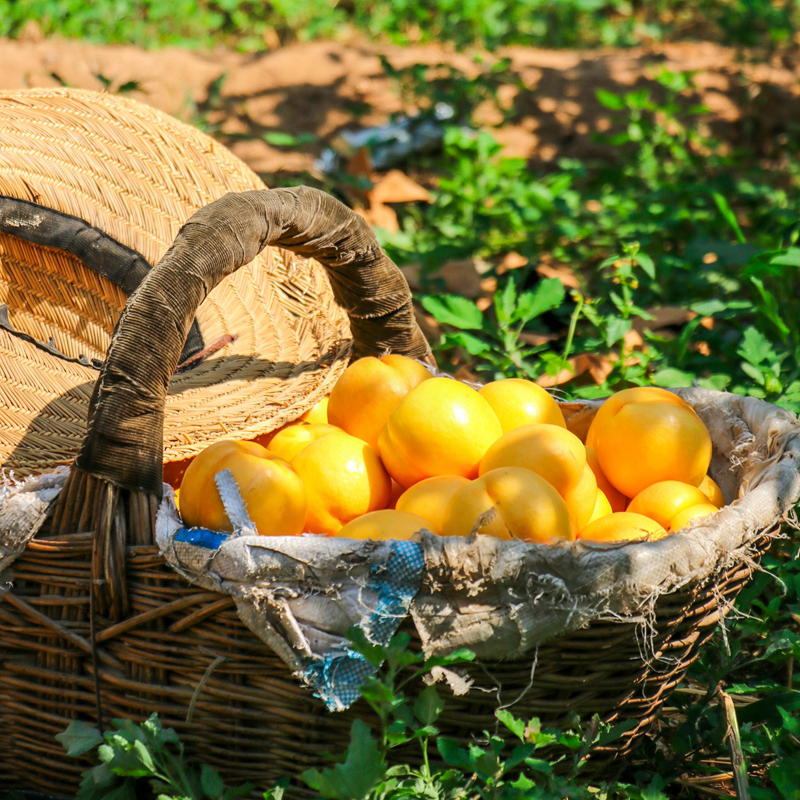 北戴河杏梅黄金油桃子超甜现摘包邮应季孕妇水果黄皮黄心黄肉多汁